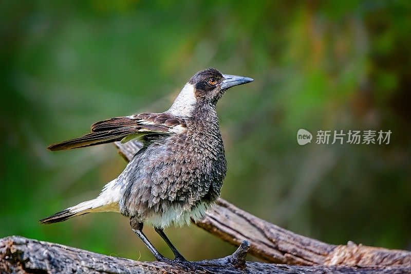 澳大利亚喜鹊（Gymnorhina tibicen）